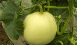 菜瓜的最新爆料,揭秘娱乐圈最新动态，明星隐私大曝光！